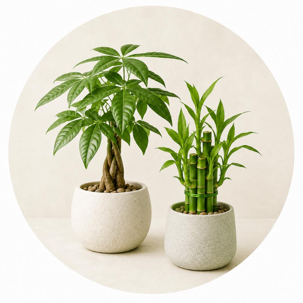 Cây phong thủy cho nhà ở và văn phòng